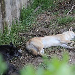 "Mackenzie Valley" Wolf