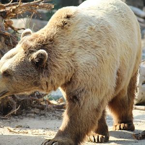 European Brown Bear