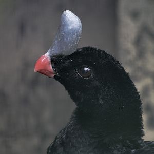 Southern helmeted currasow