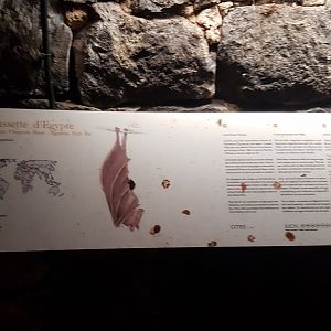 Sign Egyptian fruit bat