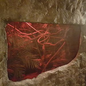 Enclosure Grey mouse-lemur