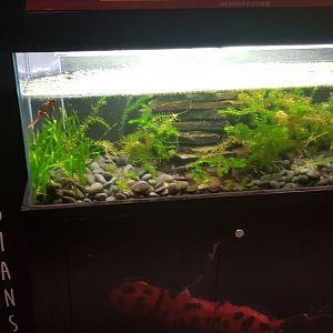 Enclosure Fire-bellied newt