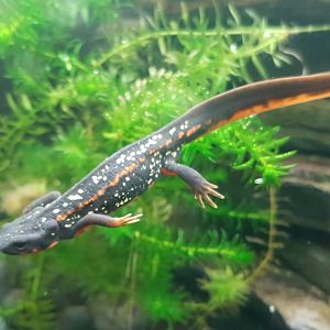 Fire-bellied newt