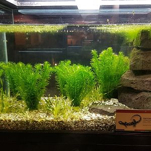 Enclosure Yellow-spotted newt