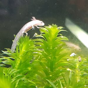 ( Very ) young Yellow-spotted newt