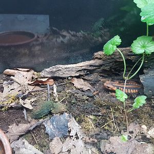 Enclosure Tylotriton shanjing