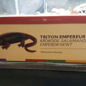 Sign Tylotriton shanjing