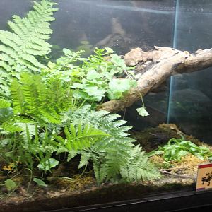 Enclosure Fire salamander