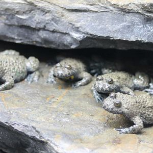 Yellow-bellied toads