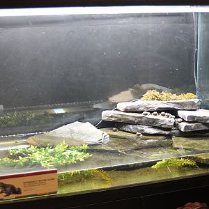 Enclosure Yellow-bellied toad