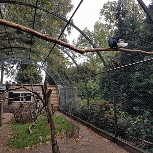 Outdoor-aviary Hornbill - Parrot - Lapwing - Wallaby