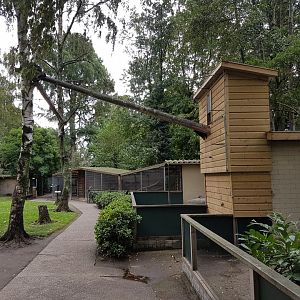 Enclosure Palawan binturong