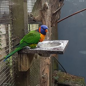 Red-collared lorikeet