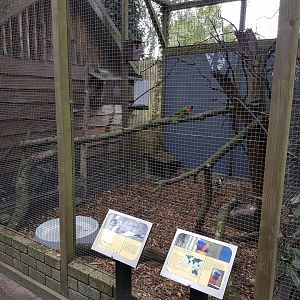 Lapwing - Lorikeet-aviary