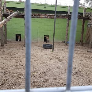 Sri Lanka leopard enclosure - with 4 Sri Lanka leopards