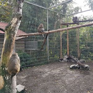 Rhesus monkey-enclosure