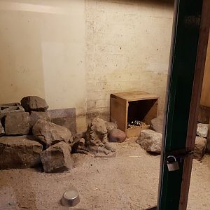 Enclosure Spotted skunk