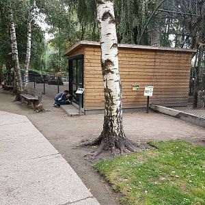 Indoor-enclosure Greater forest wallaby