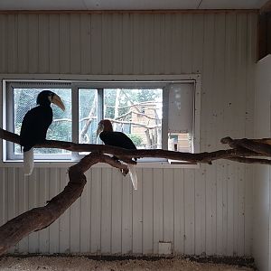 Indoor-enclosure Papua hornbill