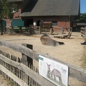 Cologne Zoo - Clemenshof - Donkey exhibit