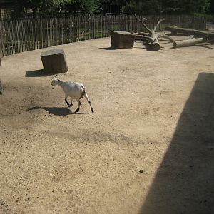 Cologne Zoo - Clemenshof - Goat exhibit