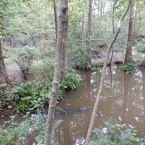 9/23/2018 - American Alligator Habitat