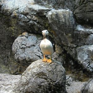 9/23/2018 - Horned Puffin