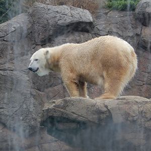 9/23/2018 - Polar Bear