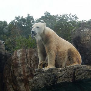 9/23/2018 - Polar Bear