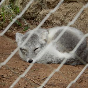 9/23/2018 - Arctic Fox