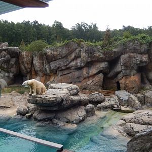9/23/2018 - Older Polar Bear Exhibit