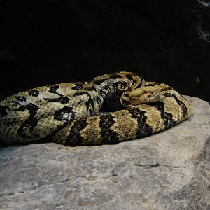 9/23/2018 - Eastern Cottonmouth?