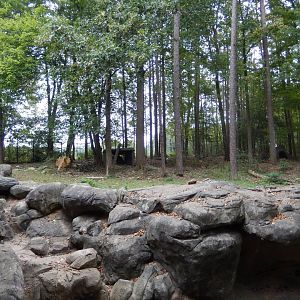 9/23/2018 - American Black Bear Habitat