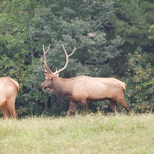 9/23/2018 - Bull Elk