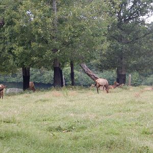 9/23/2018 - Prairie Habitat (Tree Section)