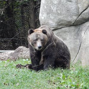 9/23/2018 - Grizzly Bear