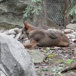 9/23/2018 - Red Wolf