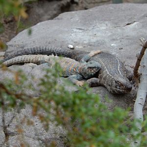 9/23/2018 - Lizard Buddies