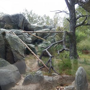 9/23/2018 - Ocelot Habitat