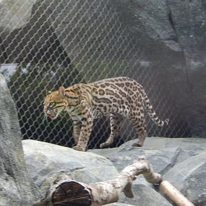9/23/2018 - Ocelot
