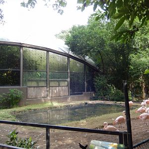 9/23/2018 - Chilean Flamingo Exhibit
