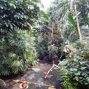 9/23/2018 - Forest Aviary General View