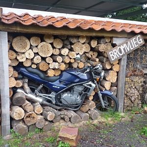 Motorbike embibbed in an insect hotel