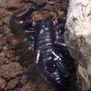 Unknown scorpion, Pandinus or Heterometrus?