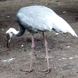 White-naped crane (Grus vipio)