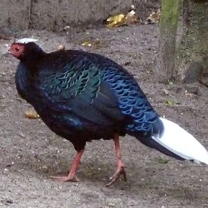 Vietnamese pheasant (Lophura hatinhensis) male