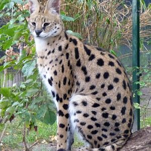 Serval (Leptailurus serval)