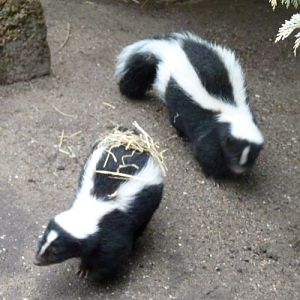 Striped skunks (Mephitis mephitis)
