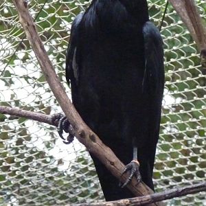 Common raven (Corvus corax)