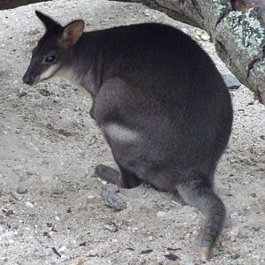 Dusky pademelon (Thylogale brunii)